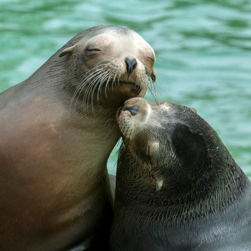 Public Tours - Zoo / Aquarium Berlin