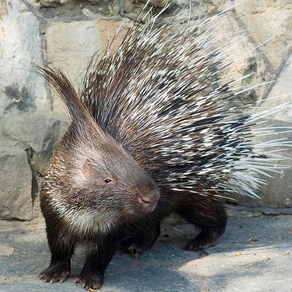 Public Tours Zoo Aquarium Berlin