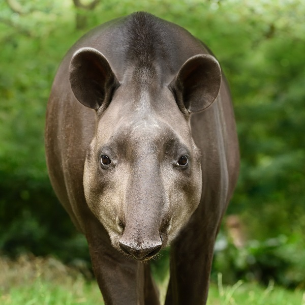 Lieblingstierbesuch - Tapir
