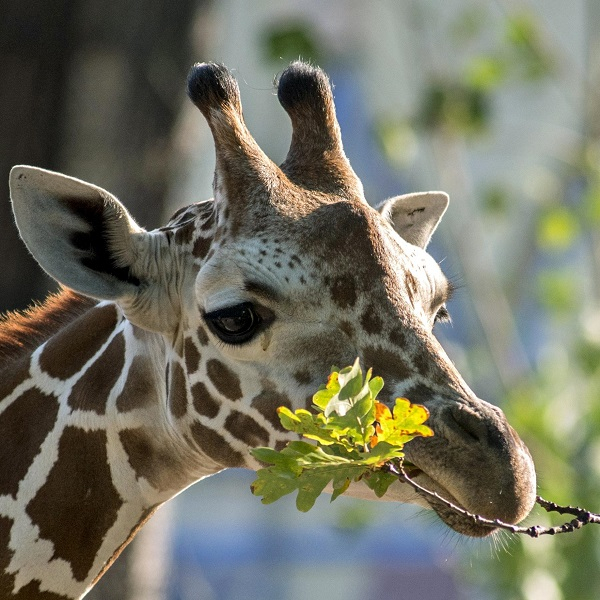 Lieblingstierbesuch - Giraffe