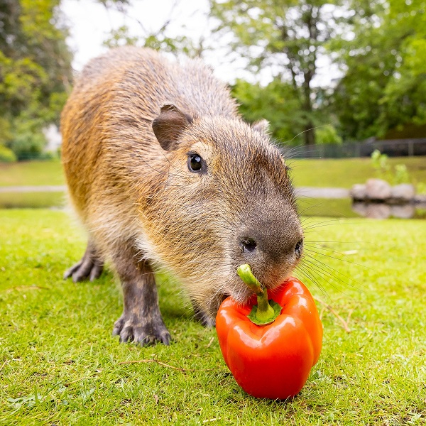 Lieblingstierbesuch - Capybara
