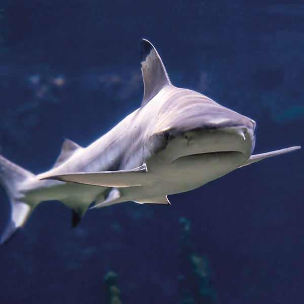 Vouchers for animal encounters