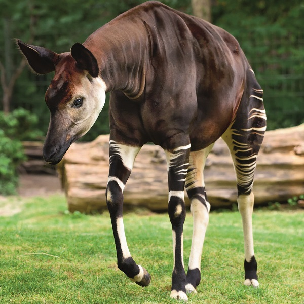 Lieblingstierbesuch - Okapi