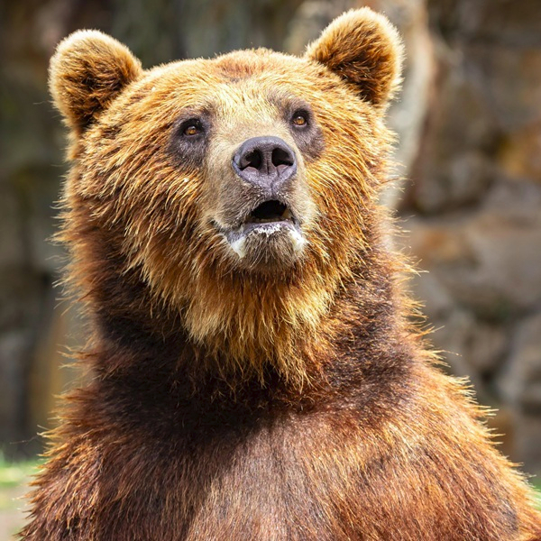 Animal encounter - Brown bear