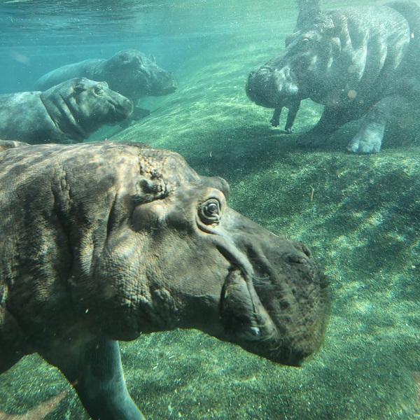 Zoo Tageskarten Flexibel Zoo Aquarium Berlin