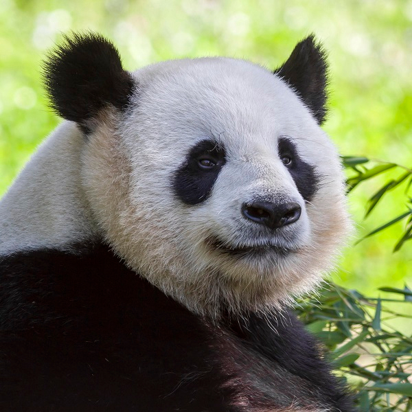Panda-Frühaufsteher