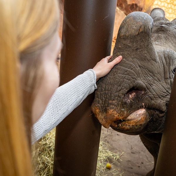 Lieblingstierbesuch - Panzernashorn